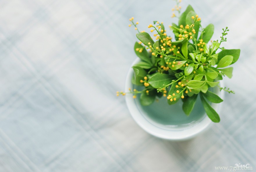 唯美小清新花卉风景图片大全