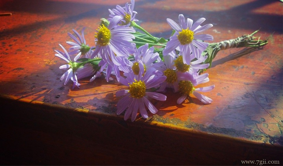 唯美小清新花卉风景图片大全