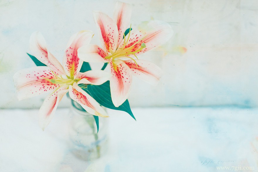 唯美小清新花卉风景图片大全