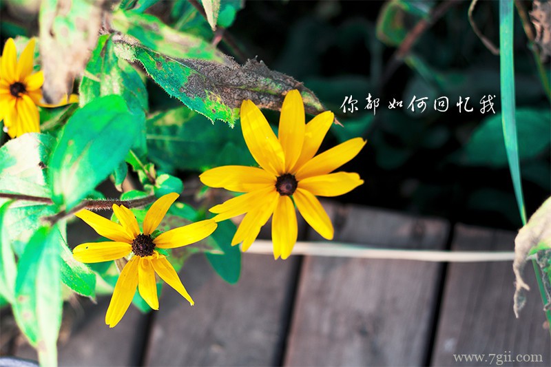 唯美小清新花卉风景图片大全