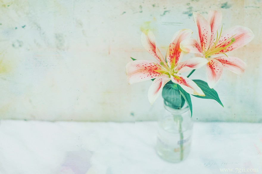 唯美小清新花卉风景图片大全