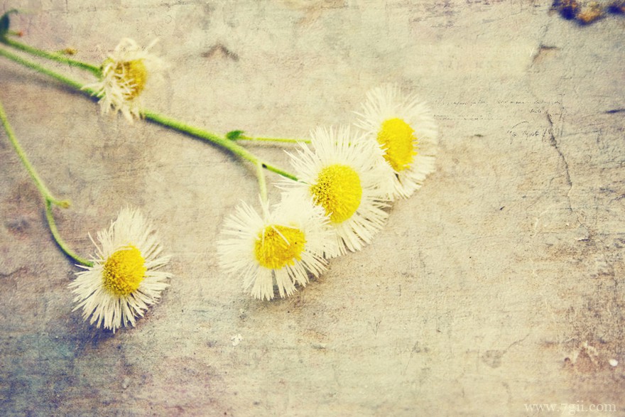 唯美小清新花卉风景图片大全