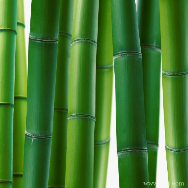 清新花卉树木电脑桌面背景图片