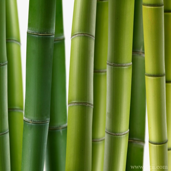 清新花卉树木电脑桌面背景图片