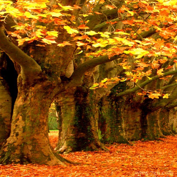 清新花卉树木电脑桌面背景图片