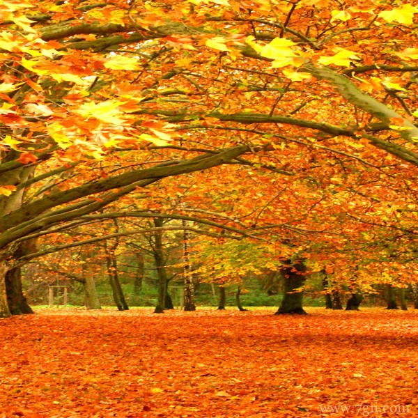清新花卉树木电脑桌面背景图片