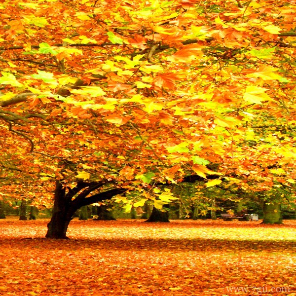 清新花卉树木电脑桌面背景图片