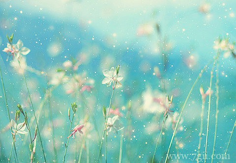 唯美小清新花卉意境图片大全