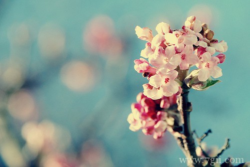 唯美小清新花卉意境图片大全