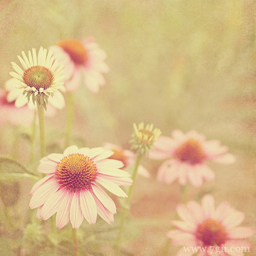 唯美小清新花卉意境图片大全