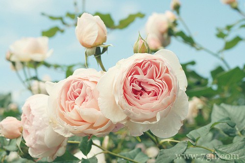 唯美小清新花卉意境图片大全