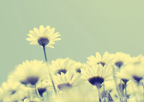 唯美小清新花卉意境图片大全