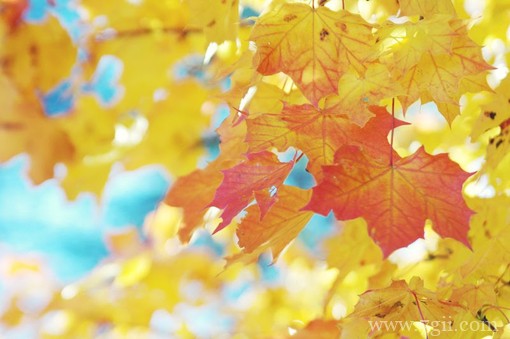 小清新花卉唯美意境图片(1 /6 )