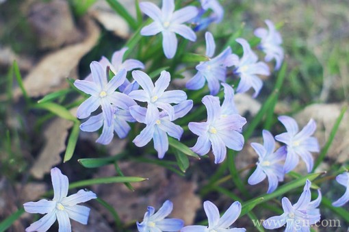 小清新花卉唯美意境图片(1 /6 )