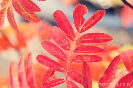 小清新花卉唯美意境图片(1 /6 )