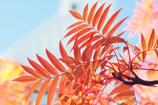 小清新花卉唯美意境图片(1 /6 )