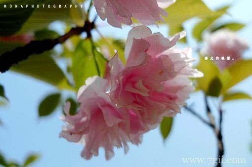 浪漫粉色花卉植物意境图片