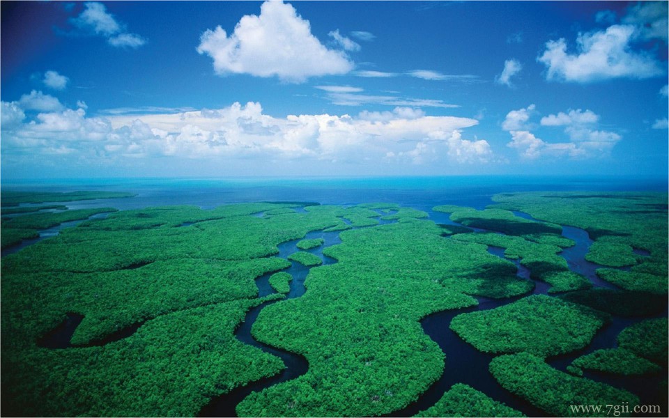 小清新唯美花卉高清护眼壁纸