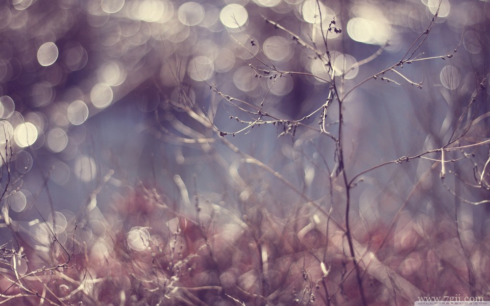 小清新唯美花卉高清护眼壁纸