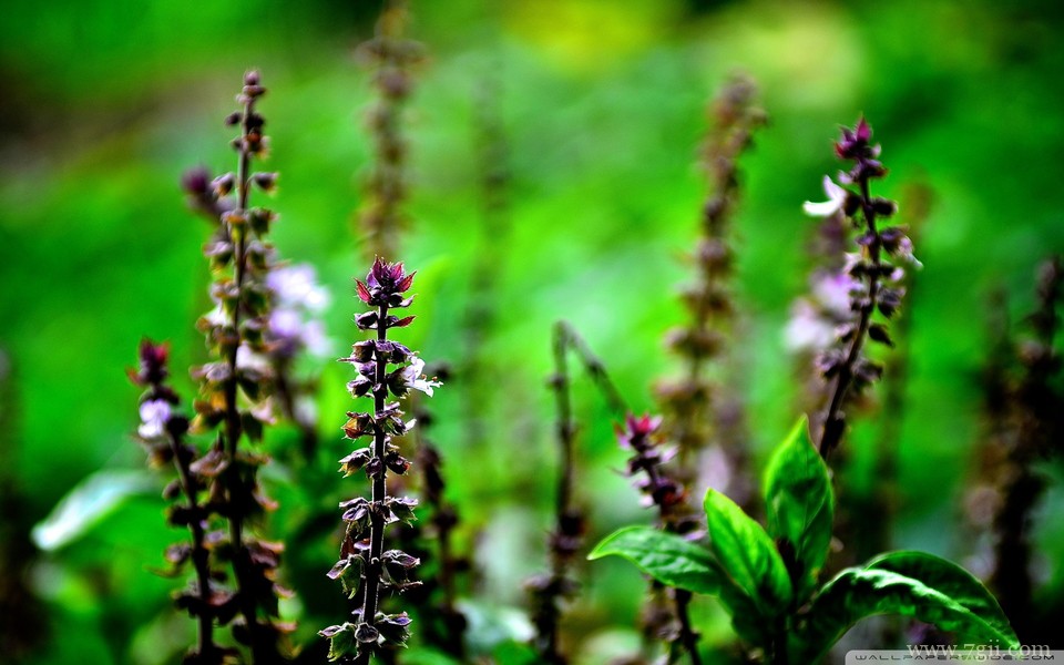 小清新唯美花卉高清护眼壁纸