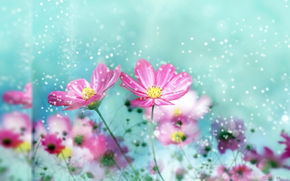 小清新唯美花卉高清护眼壁纸