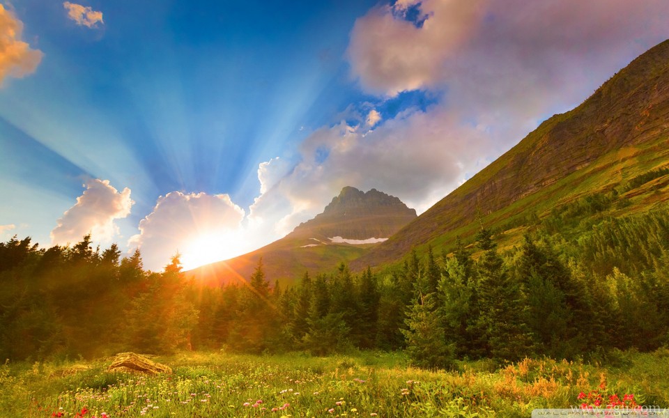 小清新唯美花卉高清护眼壁纸