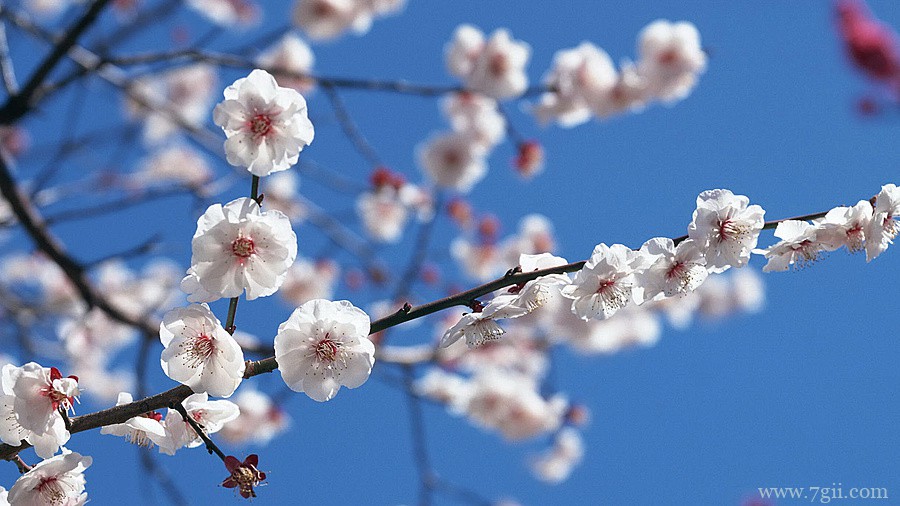 腊梅花卉大自然风景壁纸图片