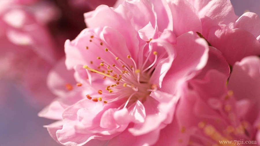 腊梅花卉大自然风景壁纸图片