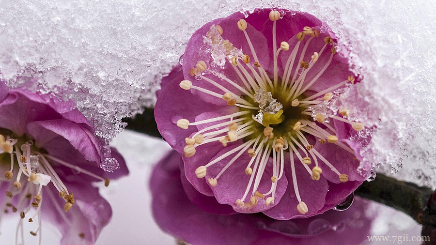 腊梅花卉大自然风景壁纸图片