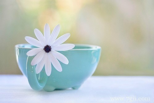 唯美小清新花卉风景图片素材