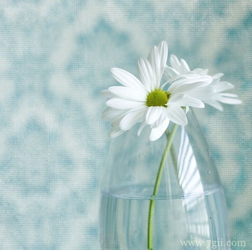 唯美小清新花卉风景图片素材