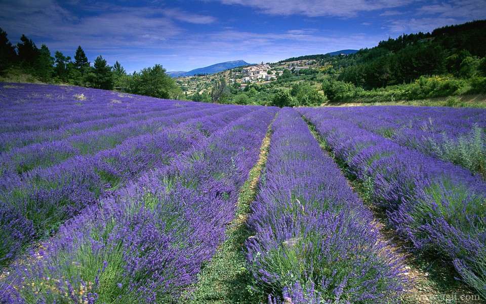 田园风光小清新花卉电脑风景壁纸