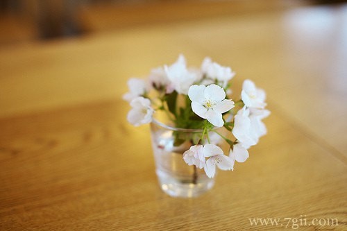 花卉植物唯美风景图片