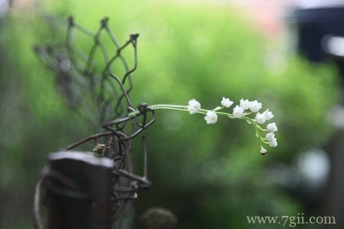 花卉植物唯美风景图片