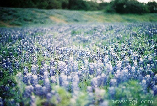 花卉植物唯美风景图片