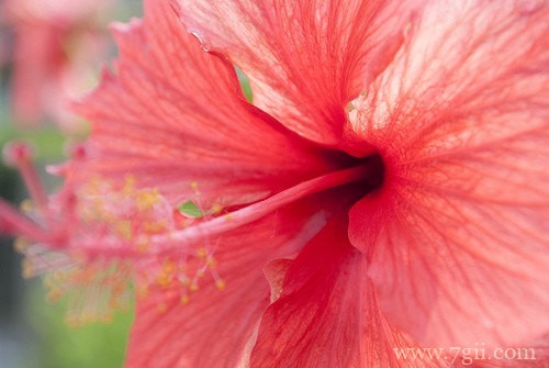 花卉植物唯美风景图片