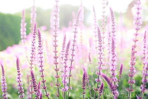 花卉植物唯美风景图片