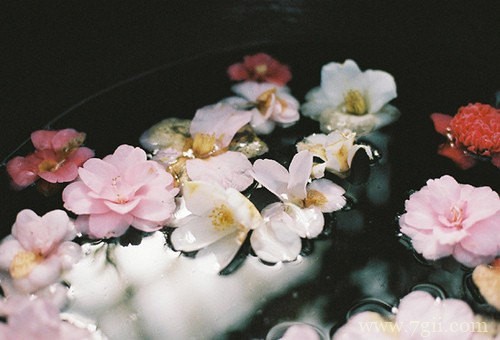 花卉植物唯美风景图片