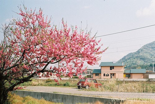 花卉植物唯美风景图片