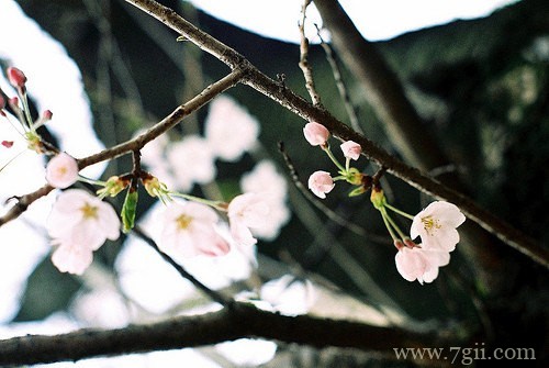 花卉植物唯美风景图片