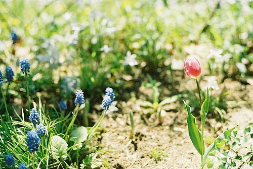 花卉植物唯美风景图片