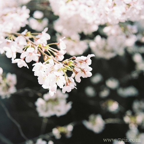 花卉植物唯美风景图片