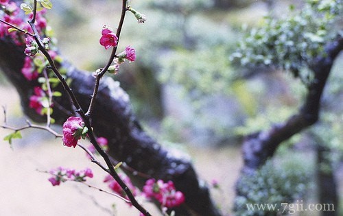 花卉植物唯美风景图片
