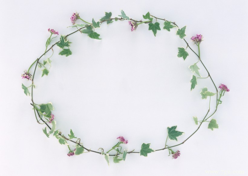 植物花卉边框的空间背景图片