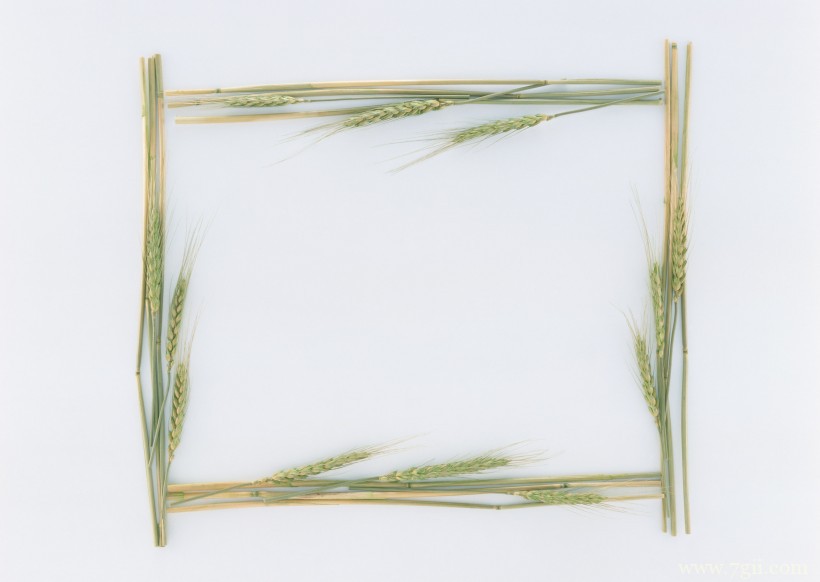 植物花卉边框的空间背景图片