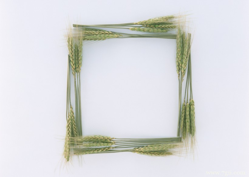 植物花卉边框的空间背景图片