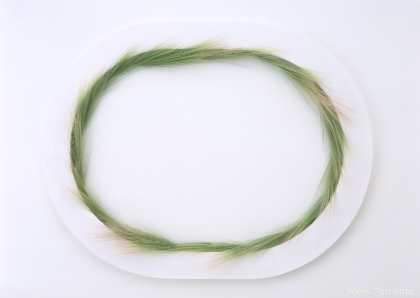 植物花卉边框的空间背景图片