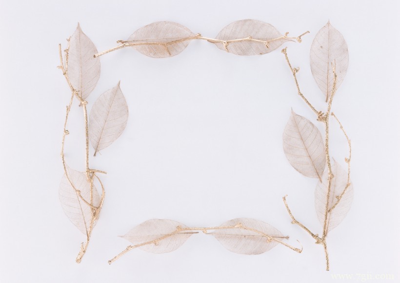 植物花卉边框的空间背景图片