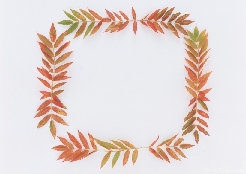 植物花卉边框的空间背景图片