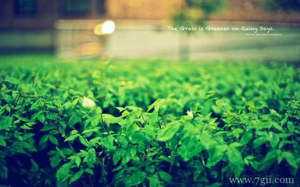 绿色花卉植物风景图片高清
